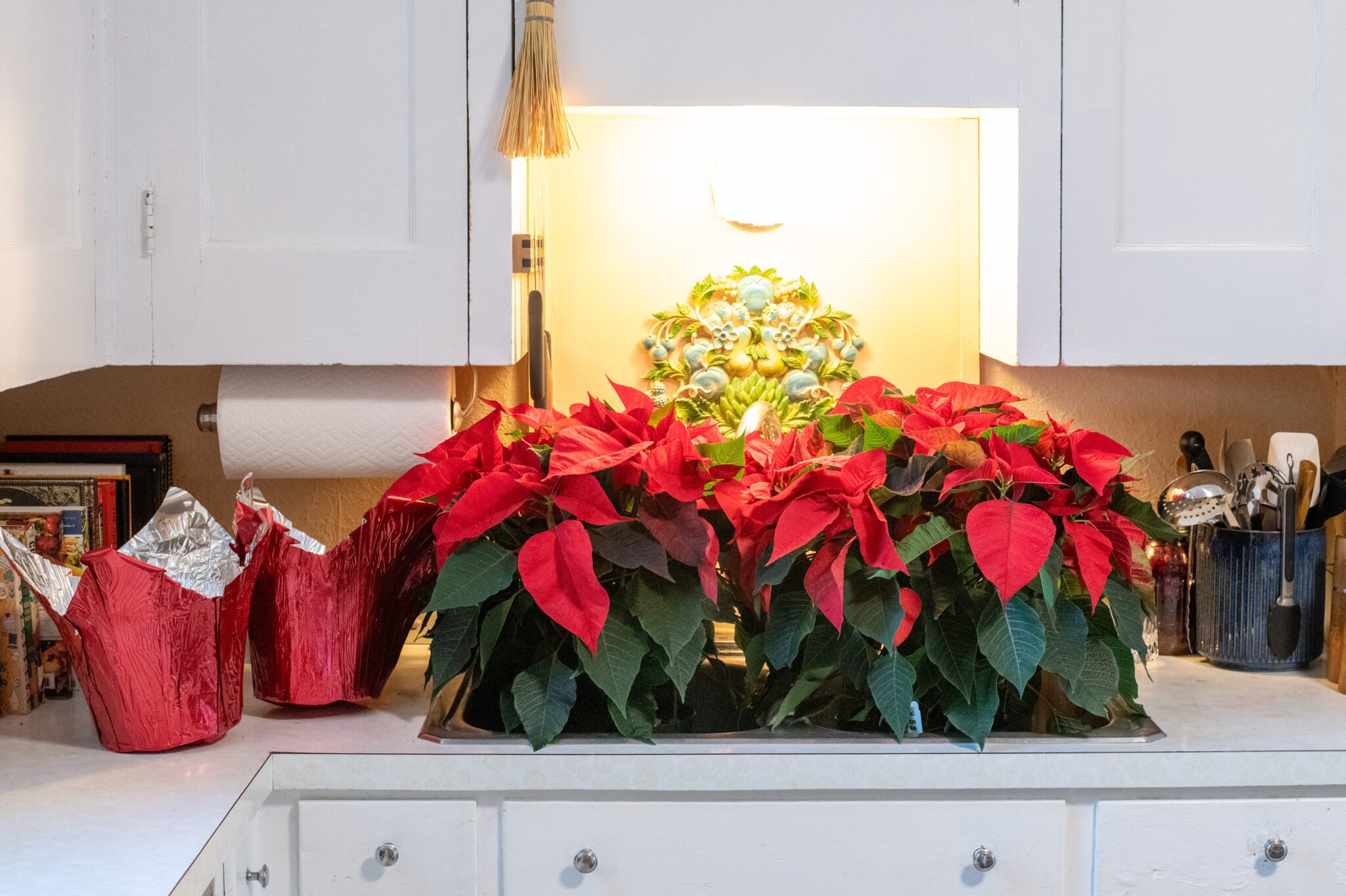 How to Care For a Poinsettia So It Will Last Through Christmas (And ...