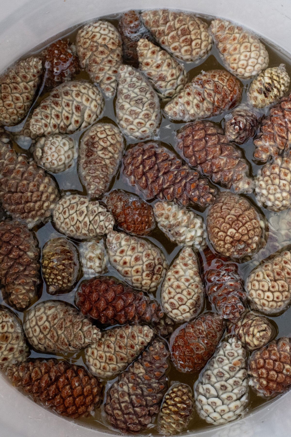 Bucket full of liquid and bleached pine cones
