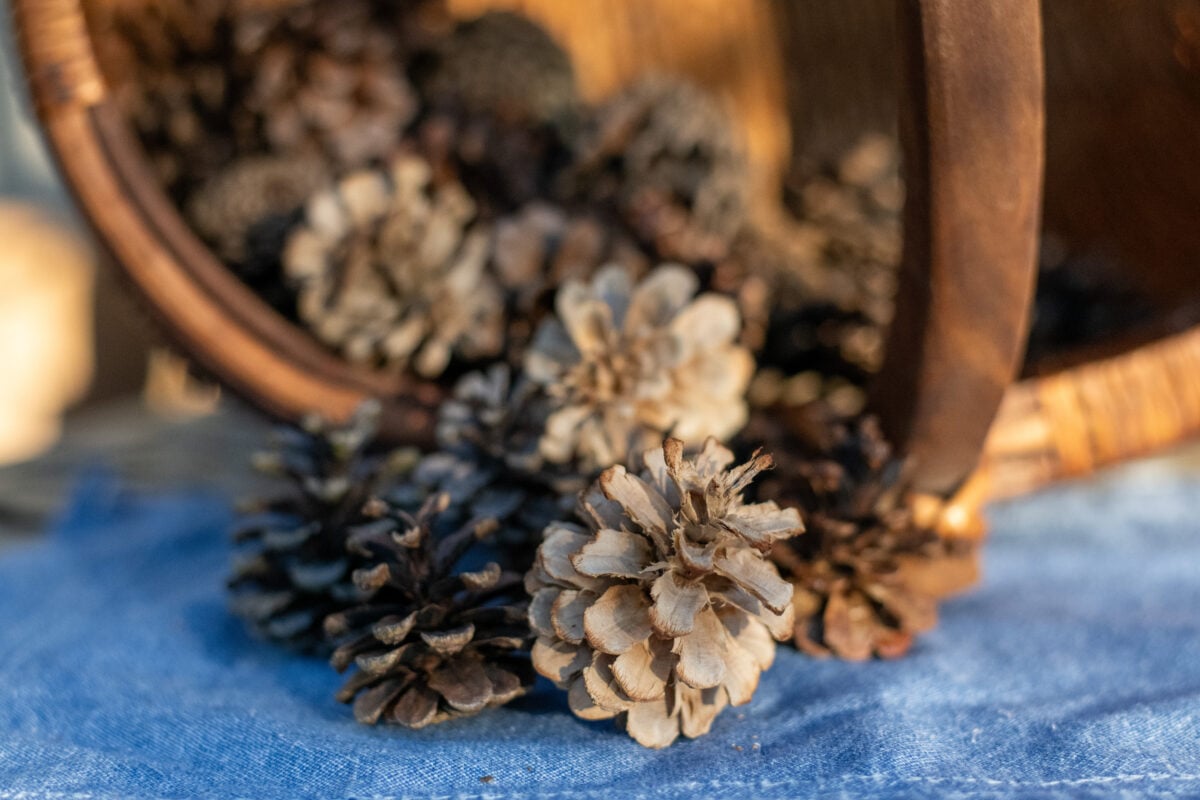 Soft focus of bleached pine cones mixed in with regular pine cones
