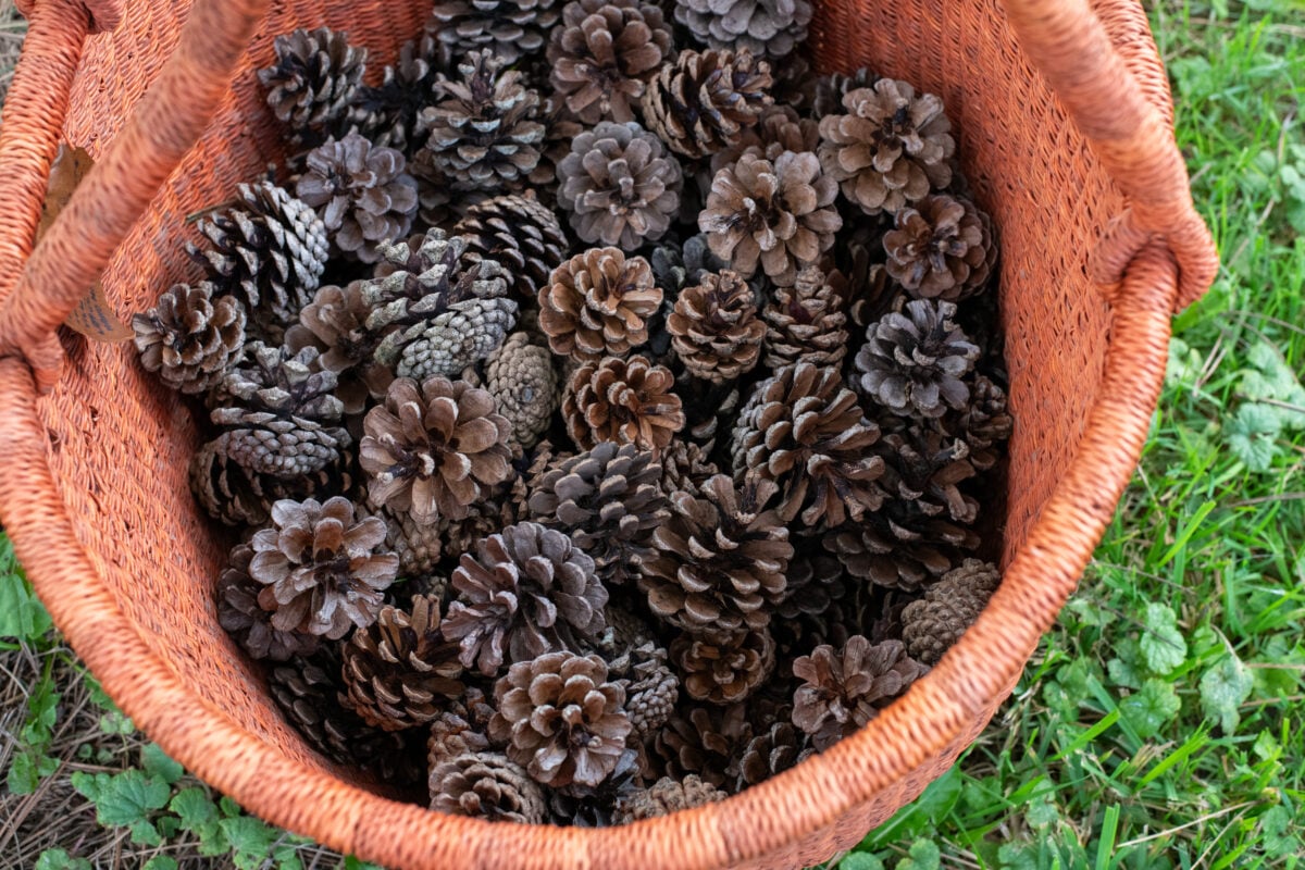 Basket of pine cones in grass