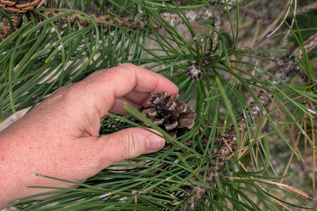 Woman's hand picking pine cone from tree