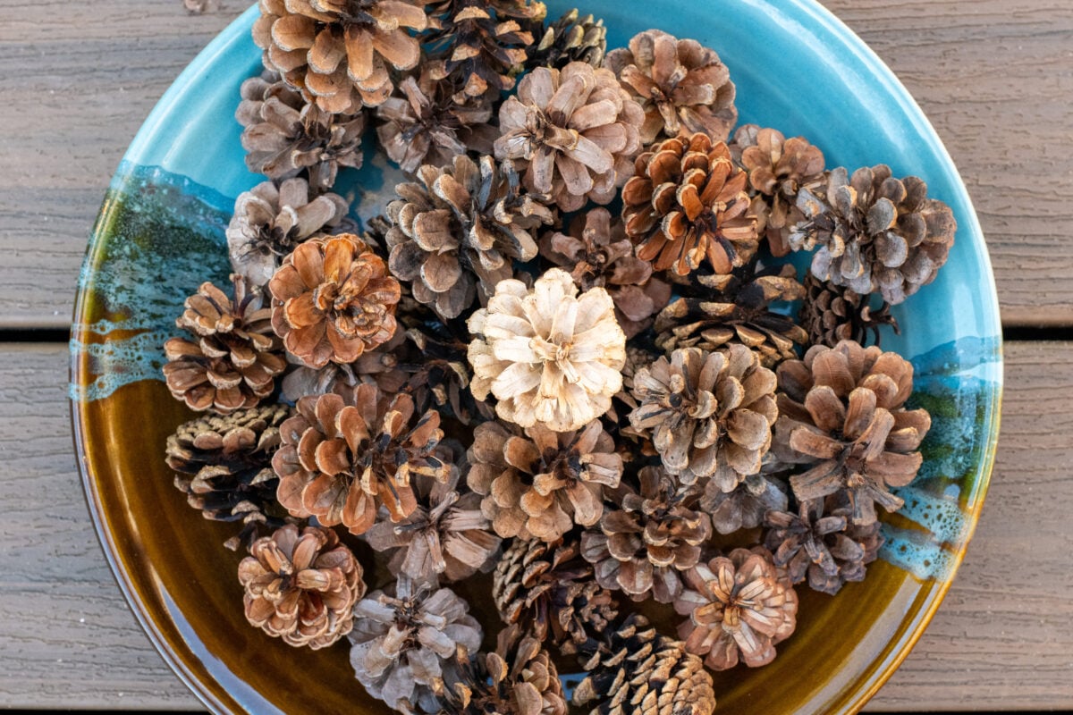 a single bleached pine cone atop a pile of regular pine cones