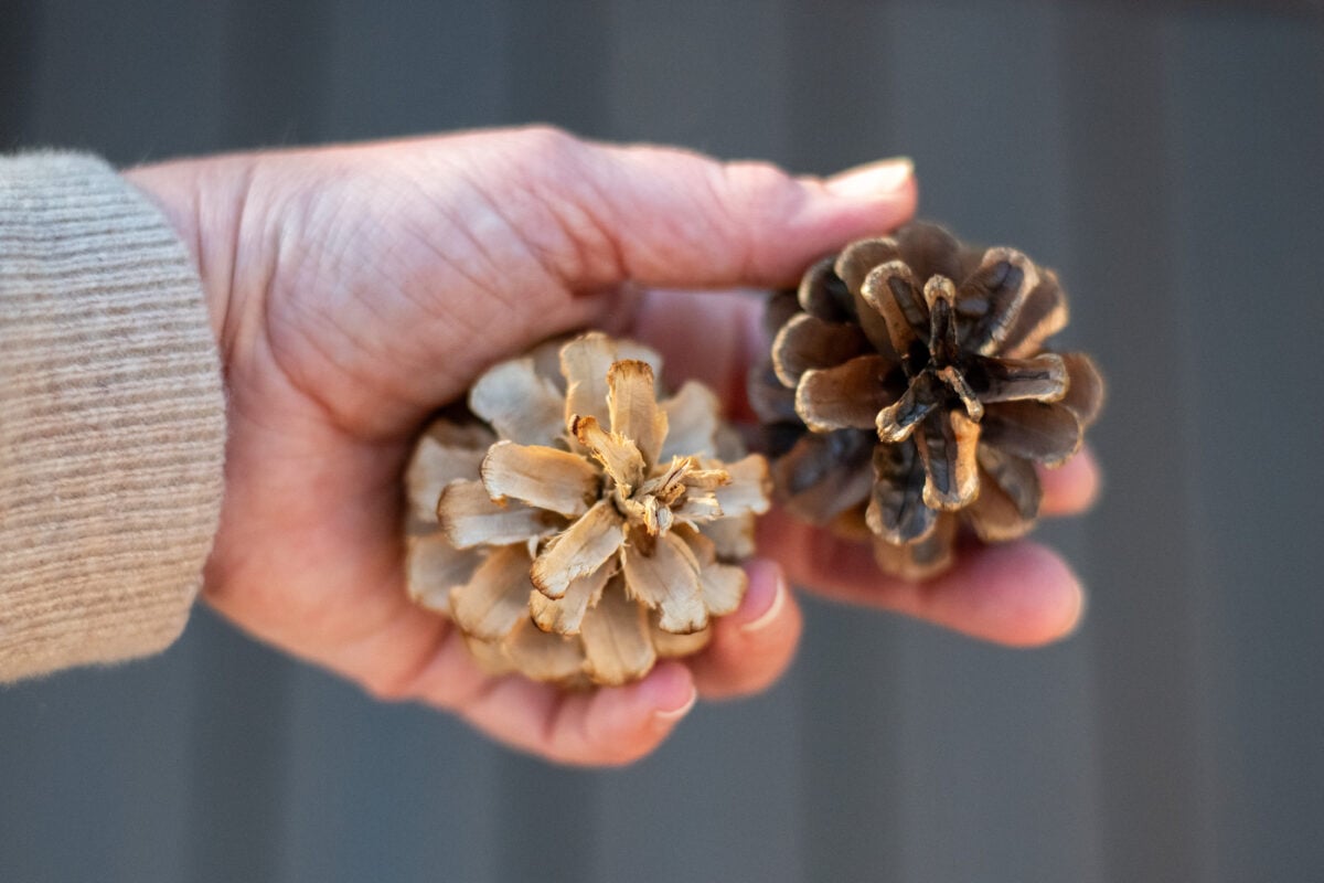 Woman's hand holding a bleached pine cone and a regular pine cone